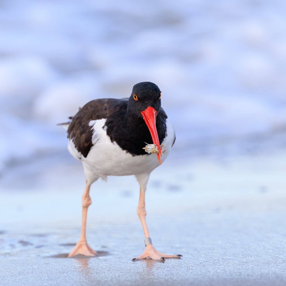 American Oystercatcher
