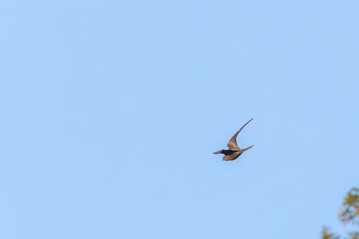 Common Nighthawk