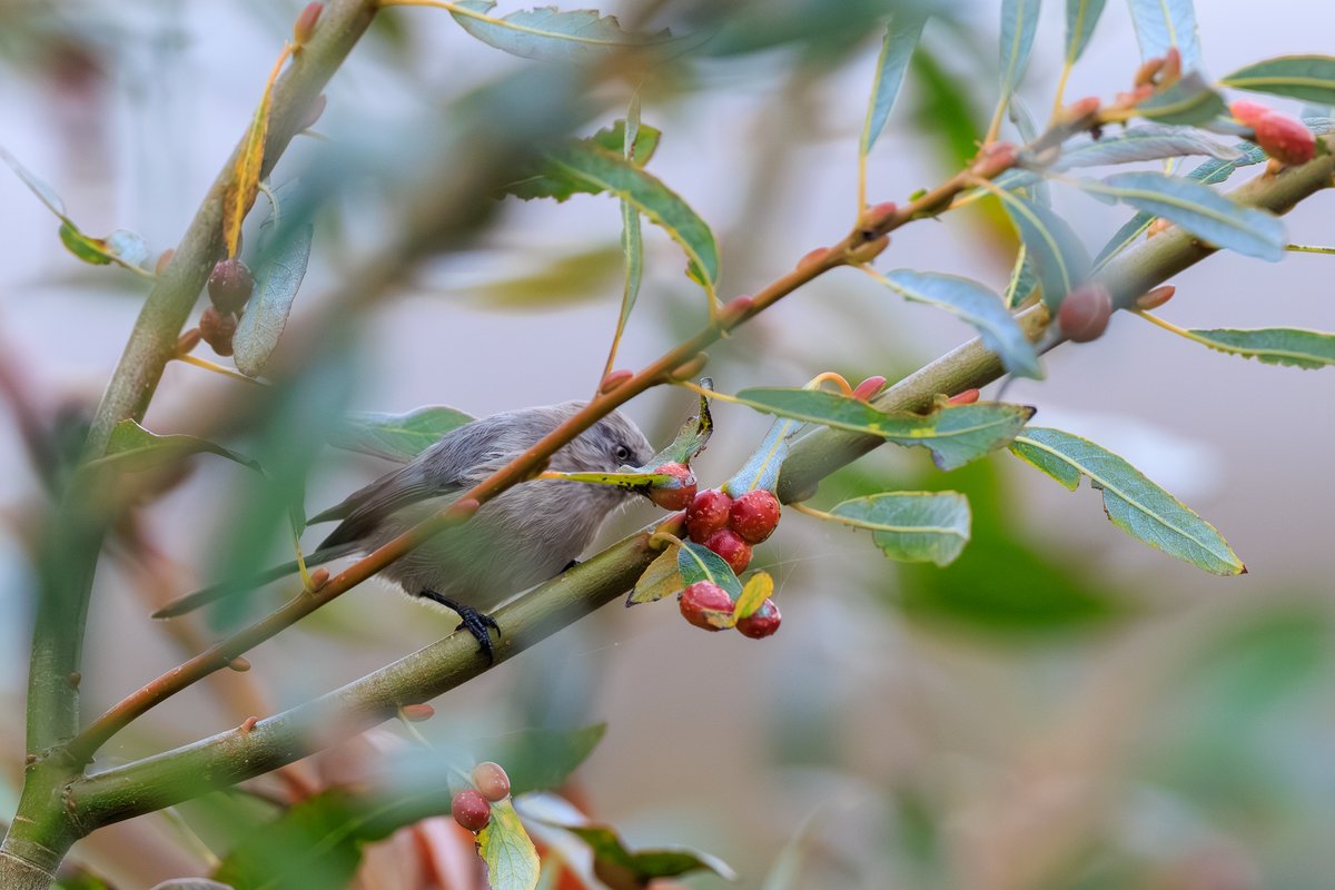 Bushtit