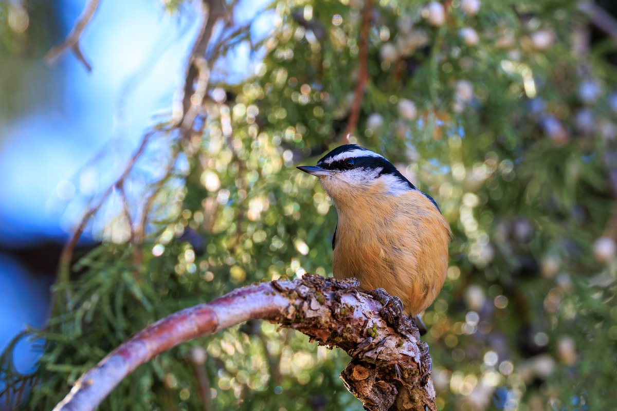 Red-breasted Nuthatch