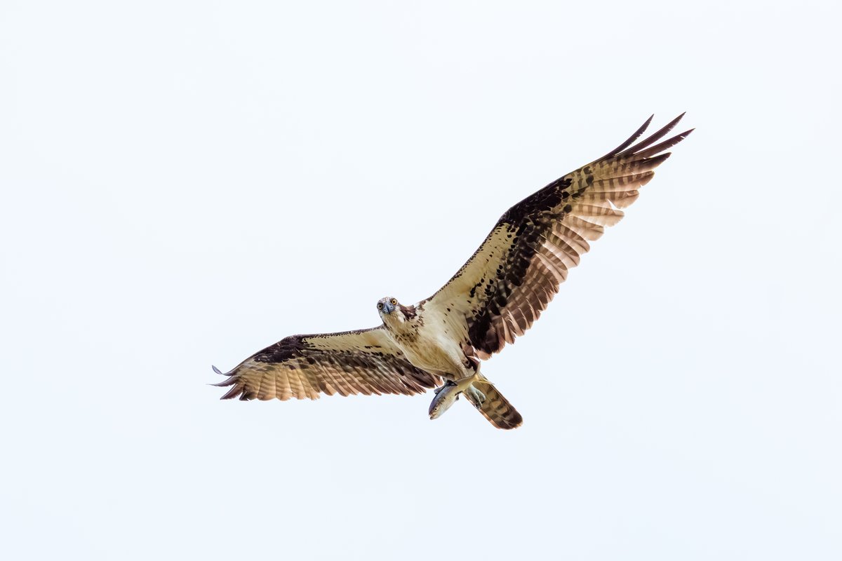 Osprey