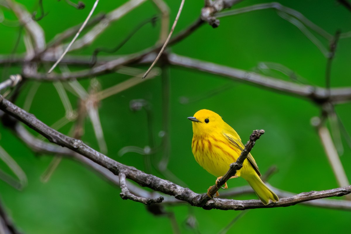 Northern Yellow Warbler