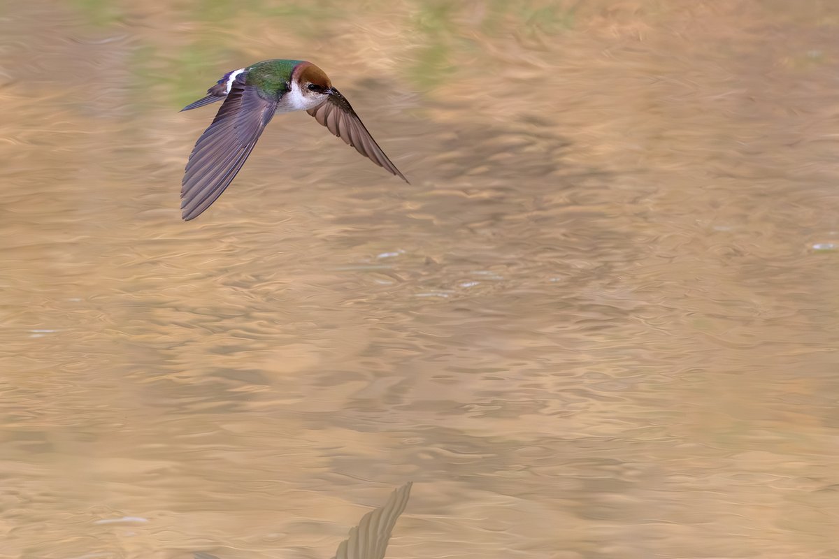 Violet-green Swallow