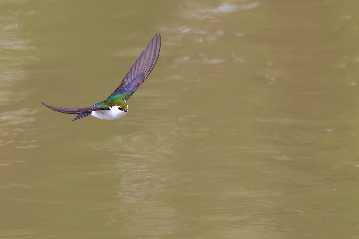 Violet-green Swallow