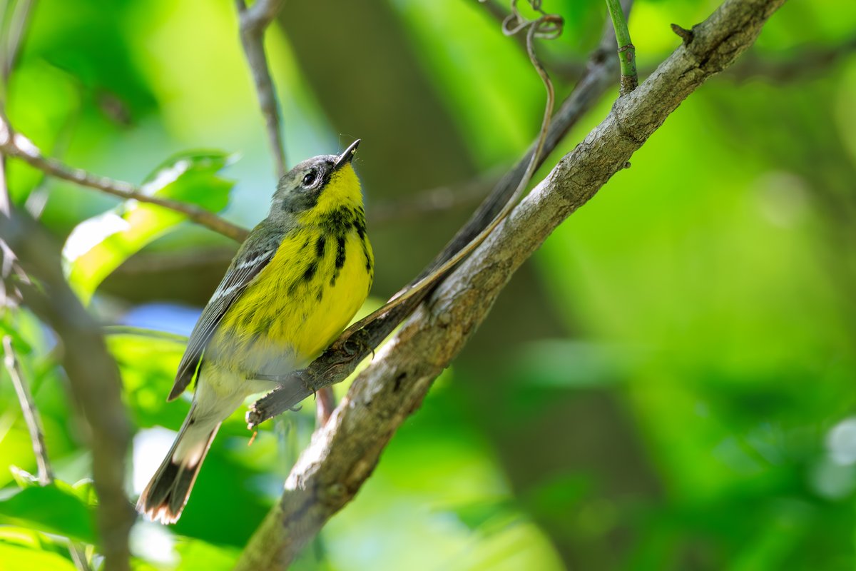 Magnolia Warbler