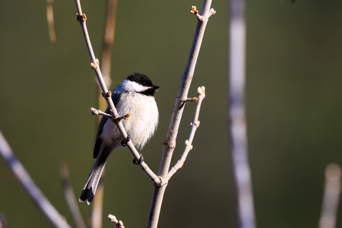 Black-capped Chickadee