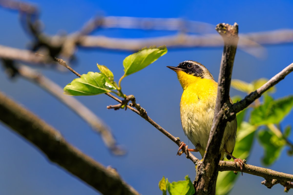 Common Yellowthroat