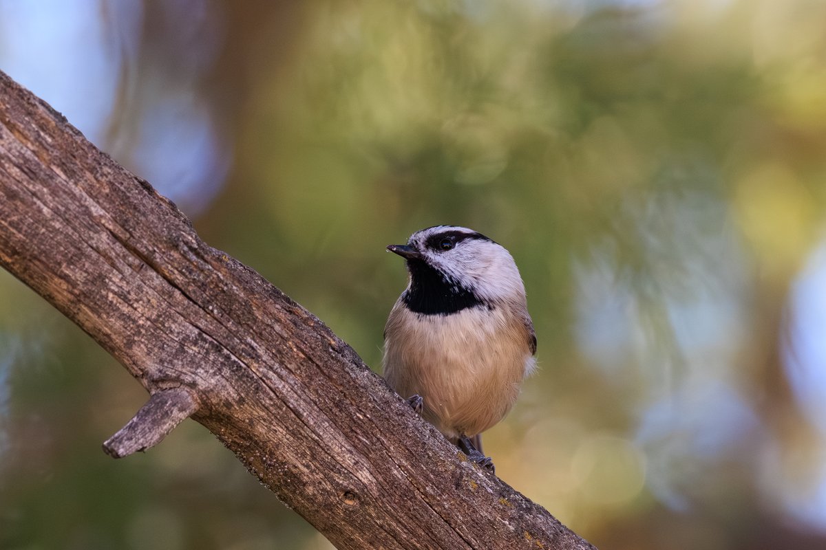 Mountain Chickadee