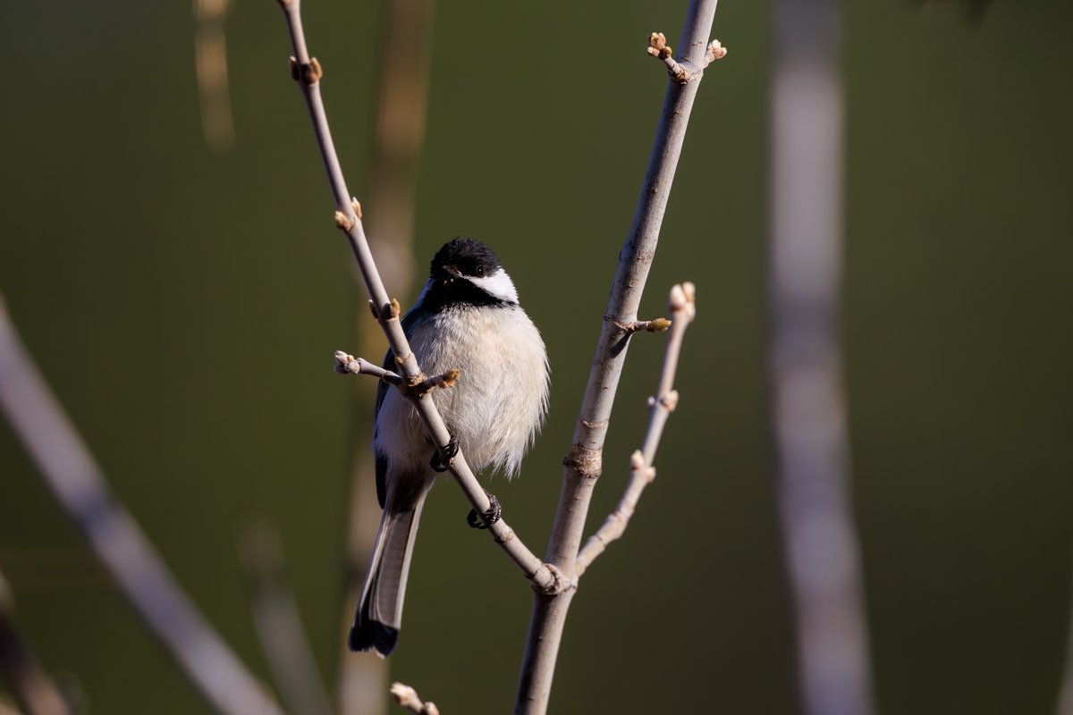 Black-capped Chickadee