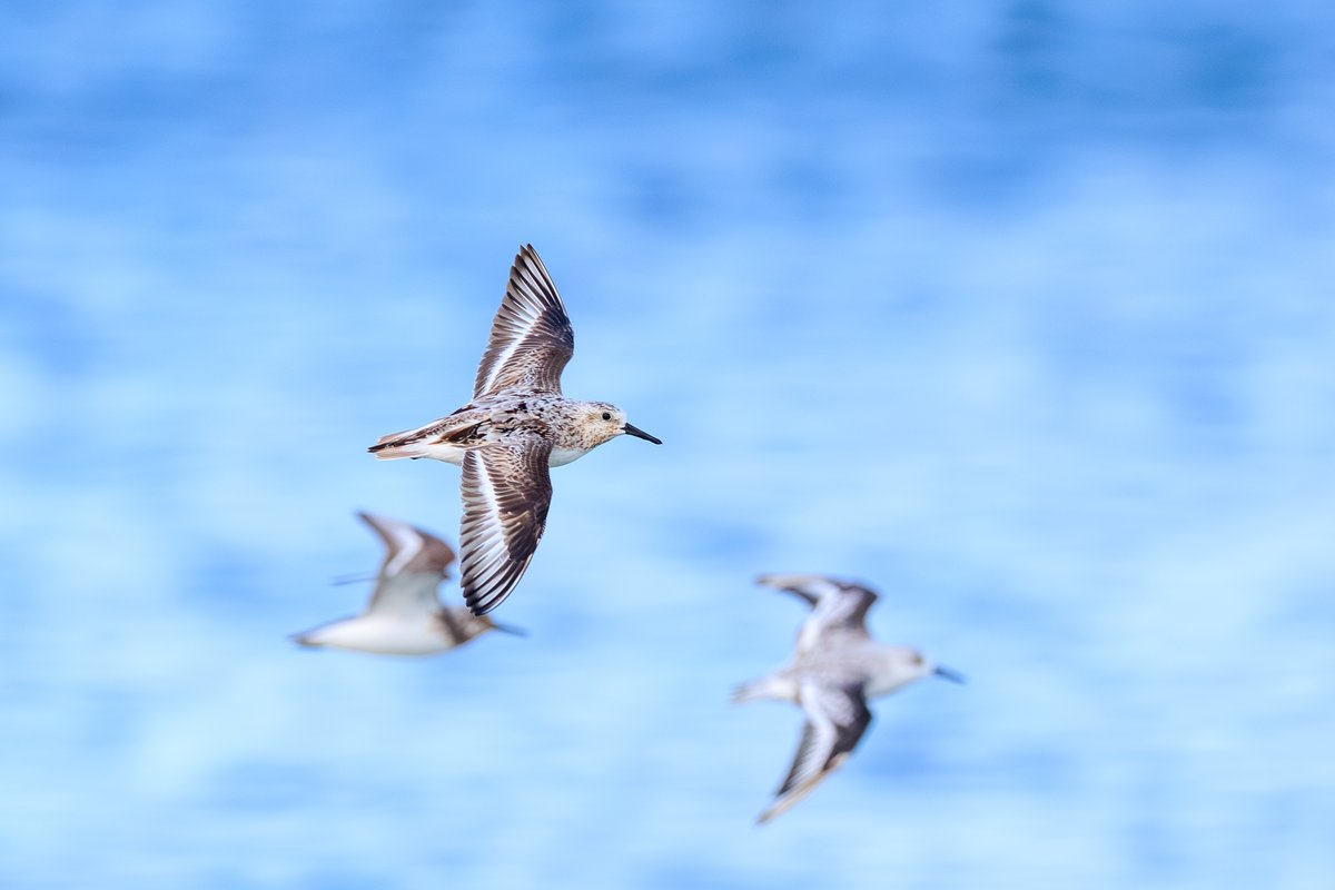Semipalmated Sandpiper