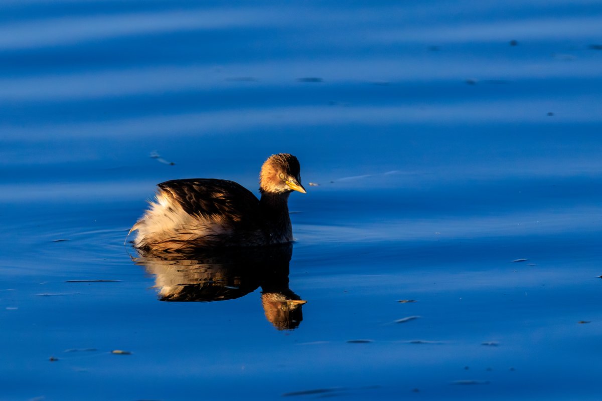 Little Grebe