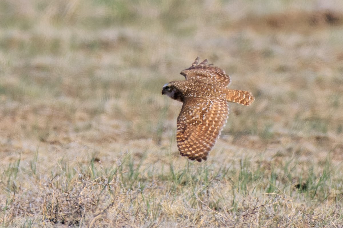 Burrowing Owl