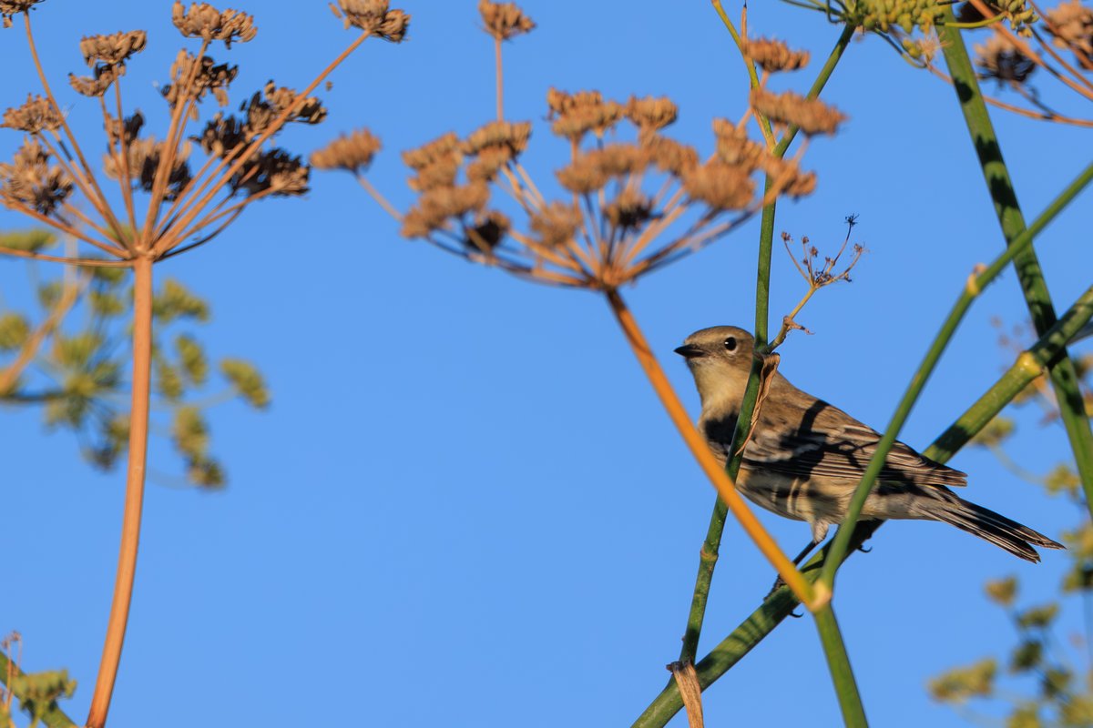Yellow-rumped Warbler