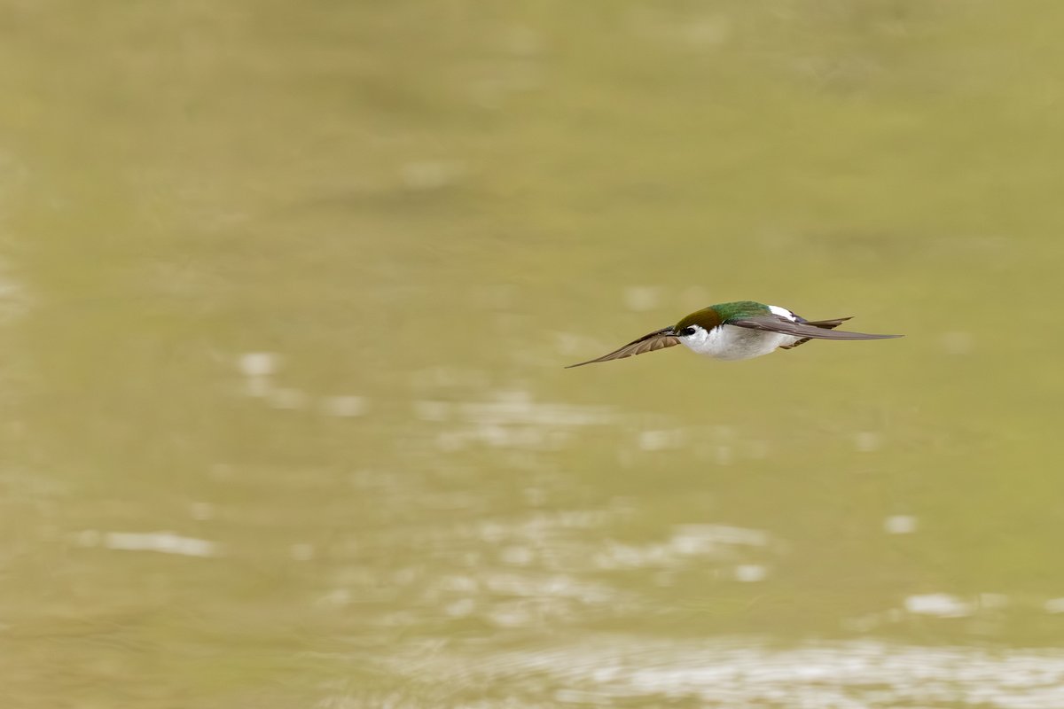 Violet-green Swallow