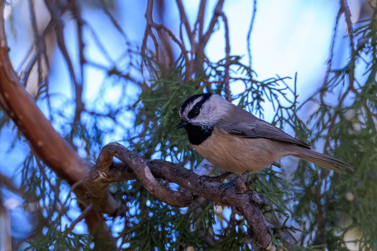 Mountain Chickadee