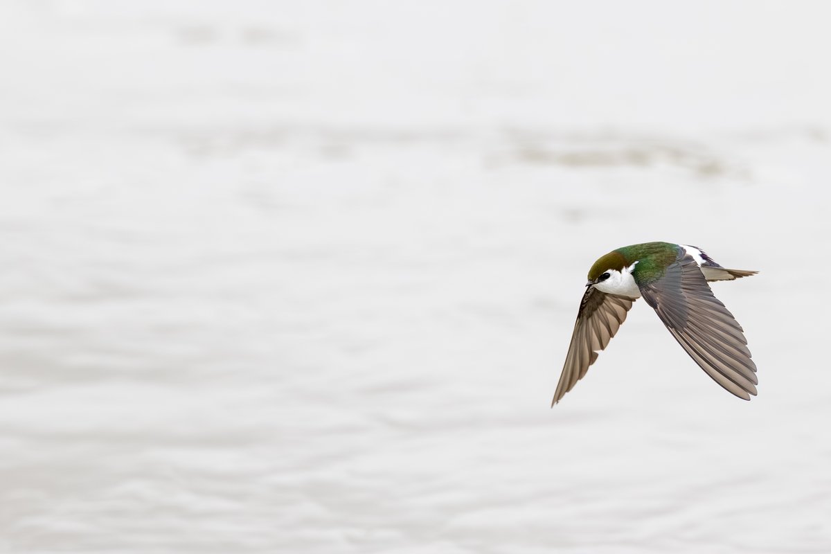 Violet-green Swallow