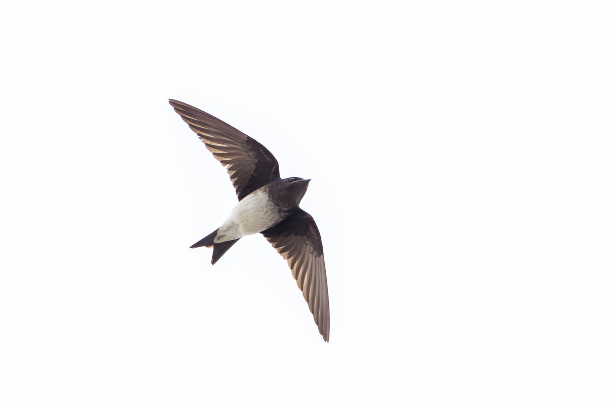 Gray-breasted Martin