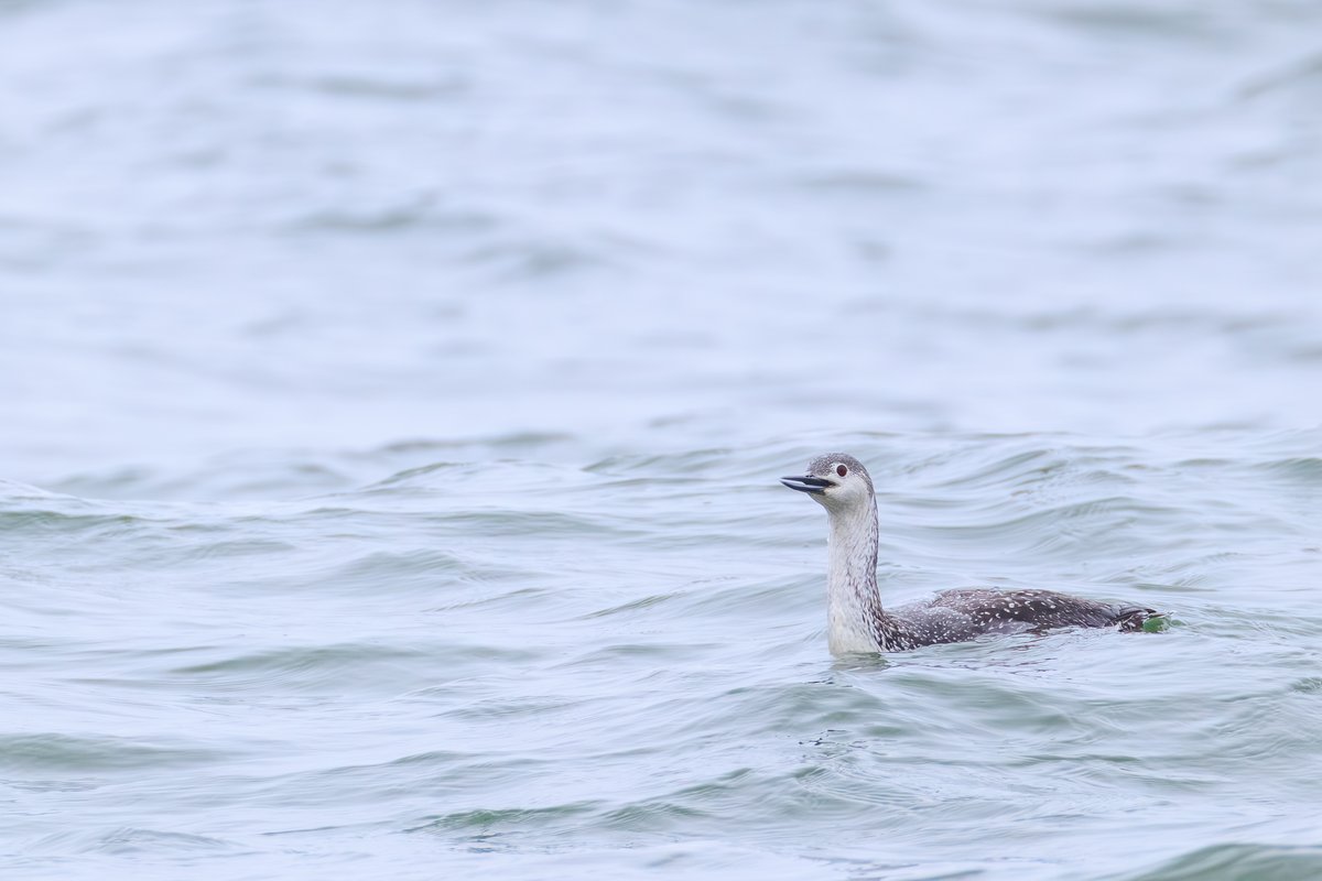 Red-throated Loon