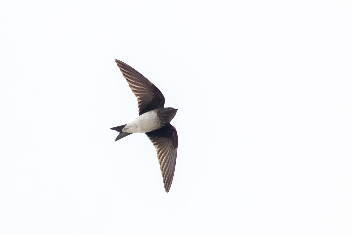 Gray-breasted Martin
