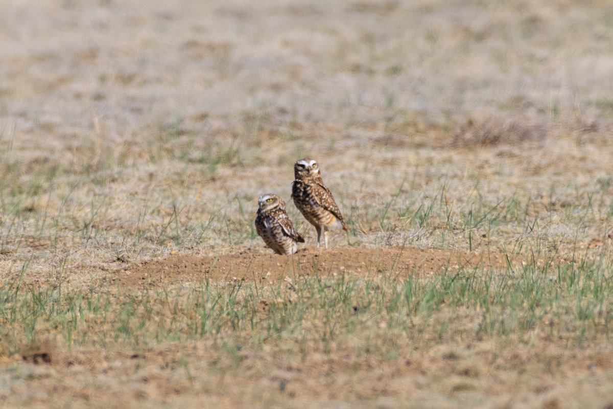 Burrowing Owl