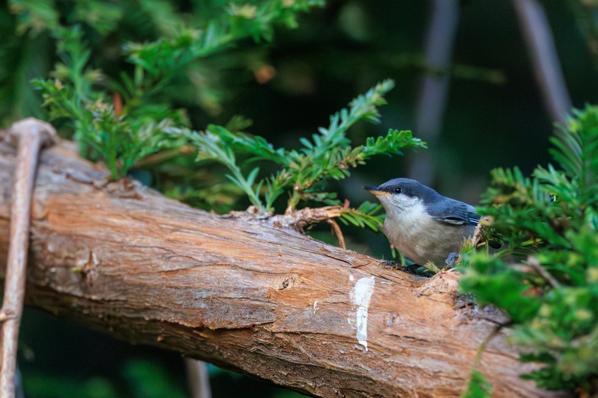 Pygmy Nuthatch