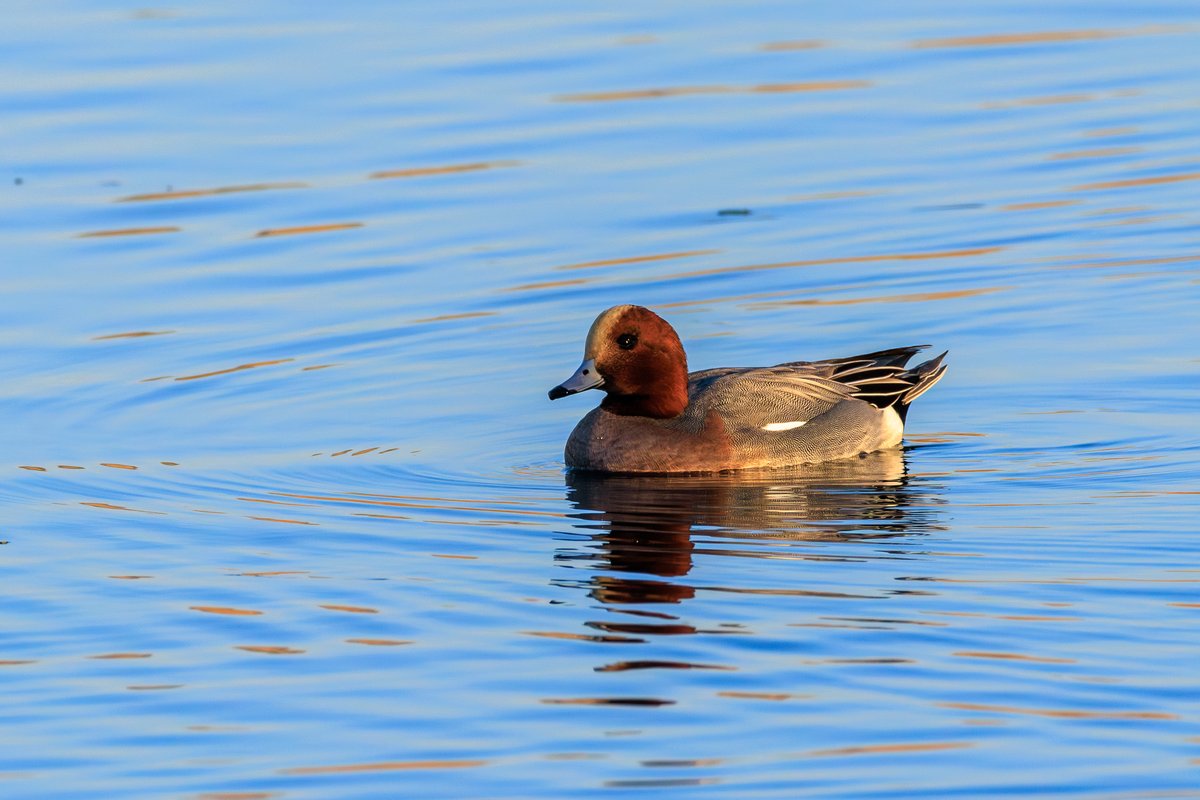 Eurasian Wigeon