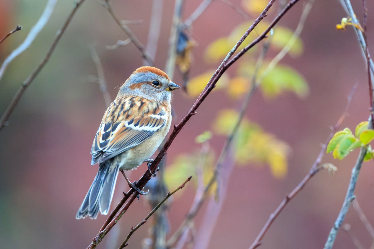 American Tree Sparrow