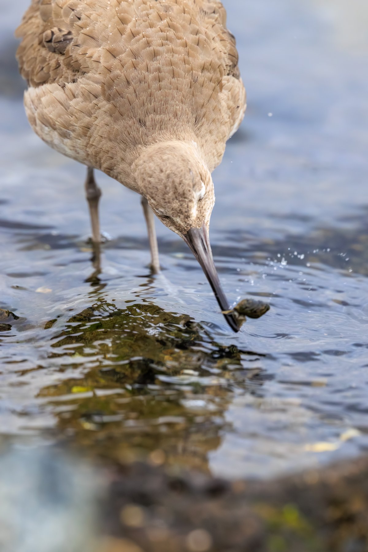 Willet