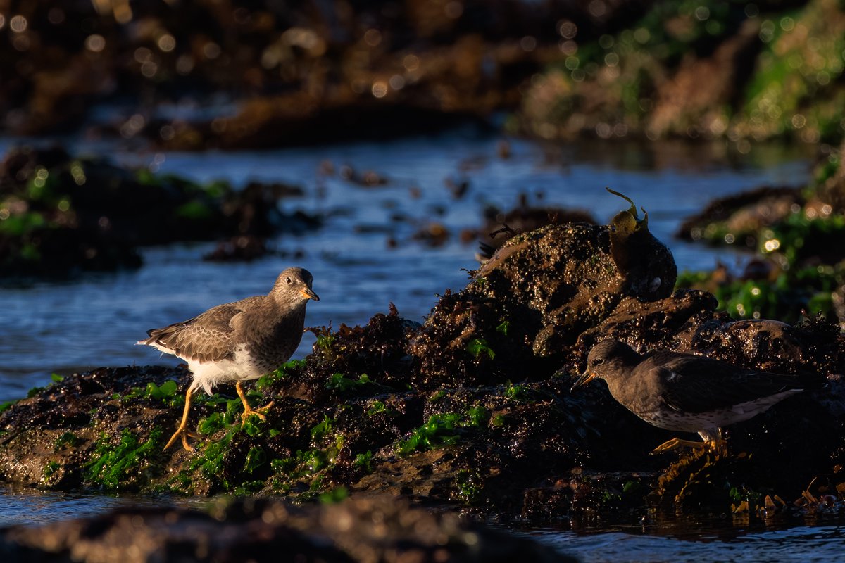 Surfbird
