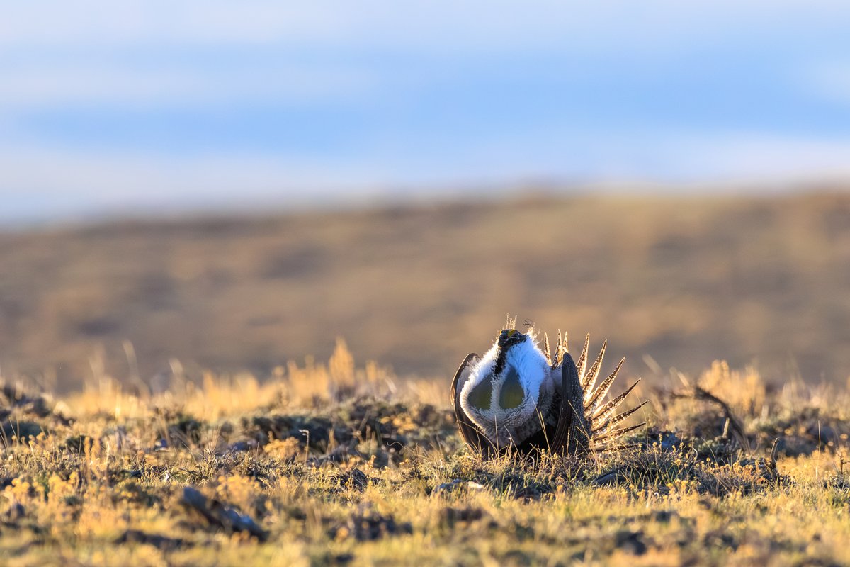 Greater Sage-Grouse