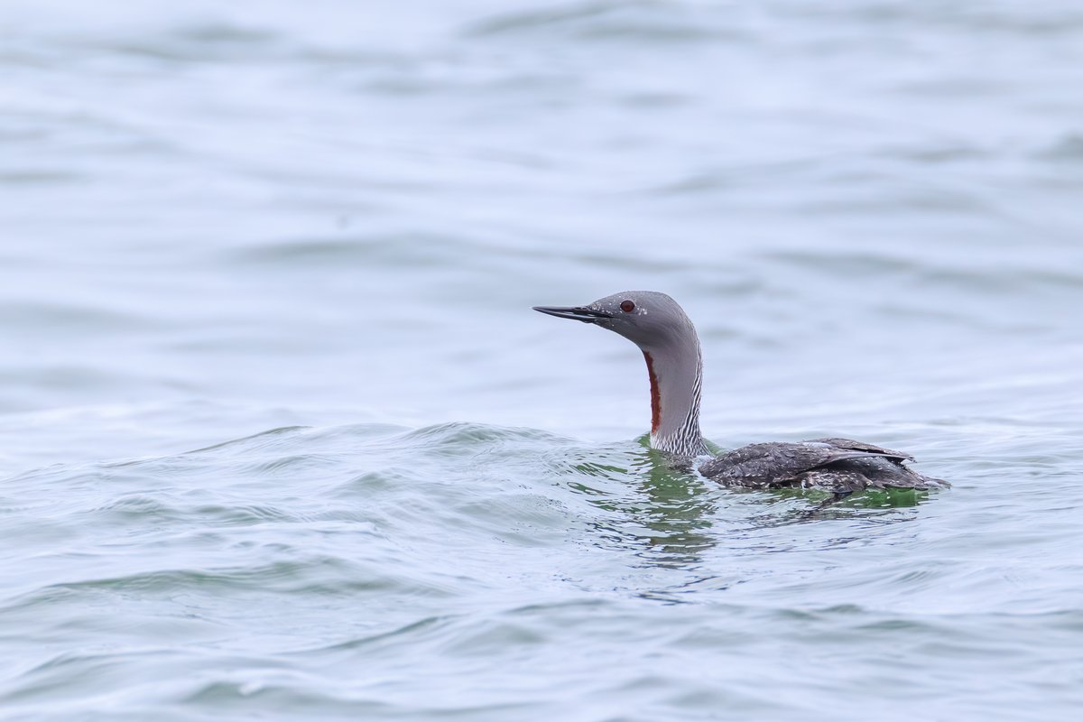 Red-throated Loon