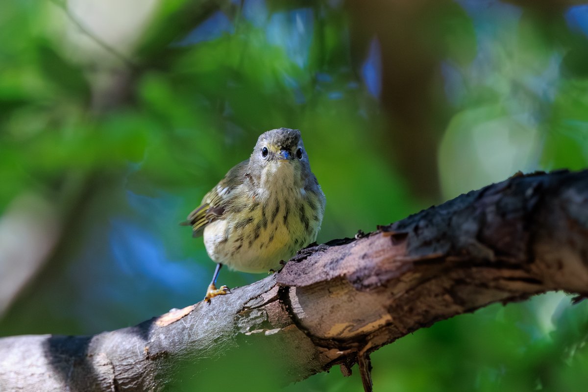 Cape May Warbler