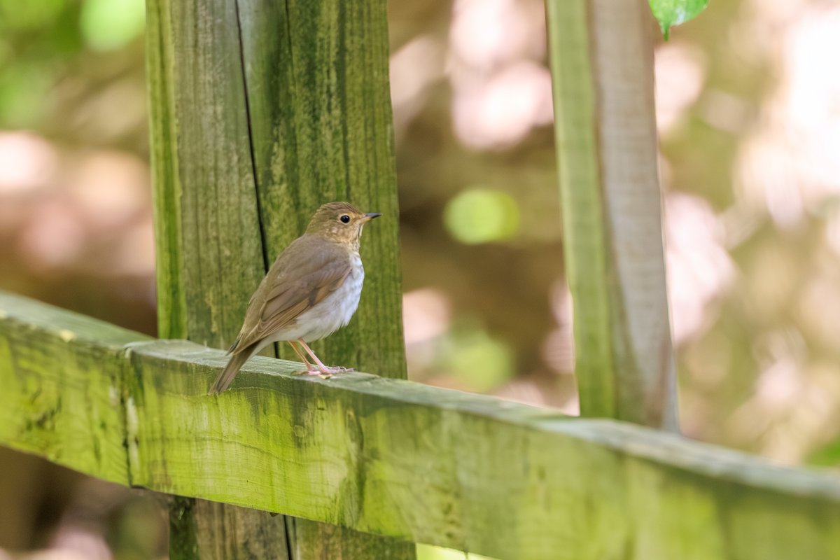 Swainson's Thrush