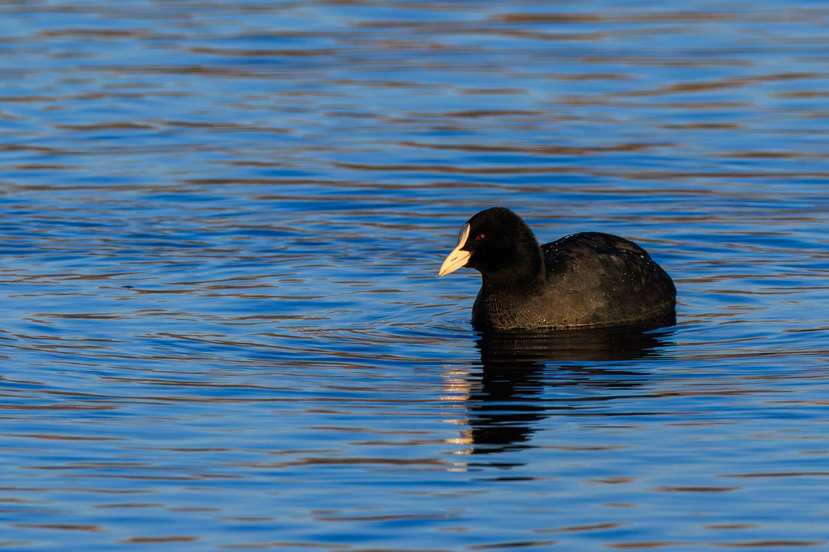 Eurasian Coot