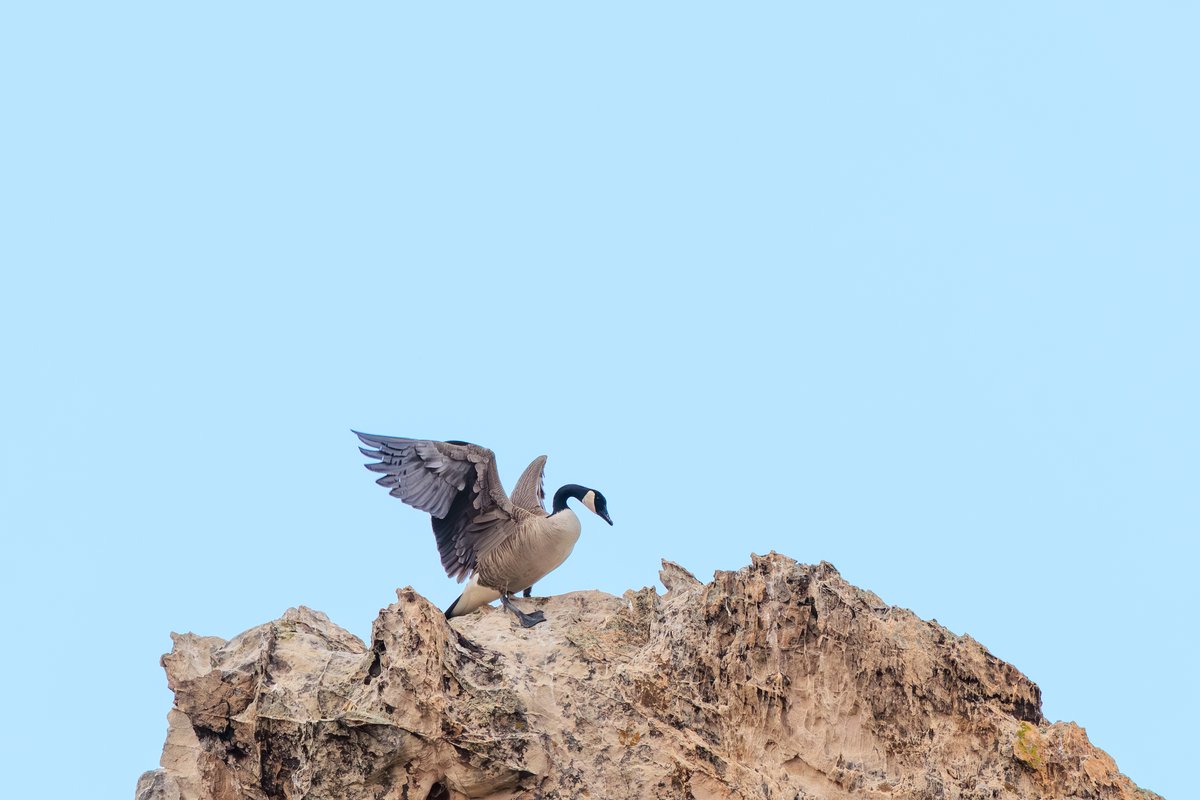 Canada Goose