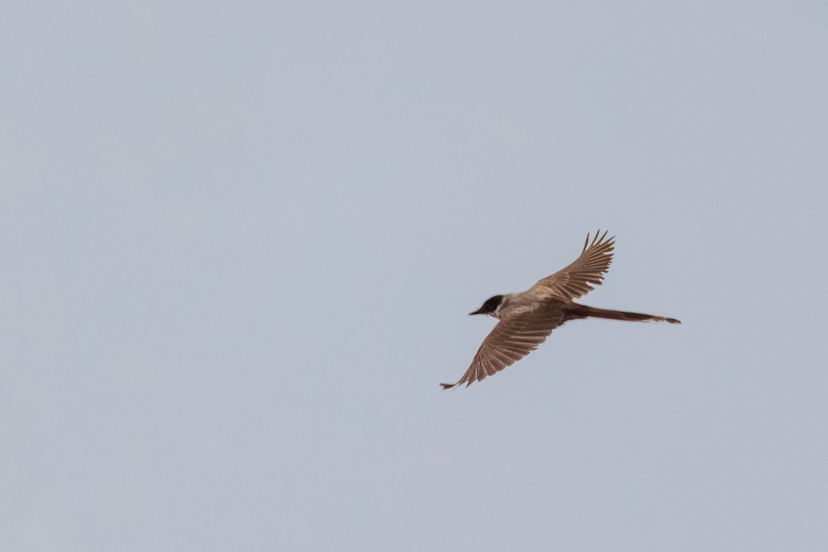 Fork-tailed Flycatcher