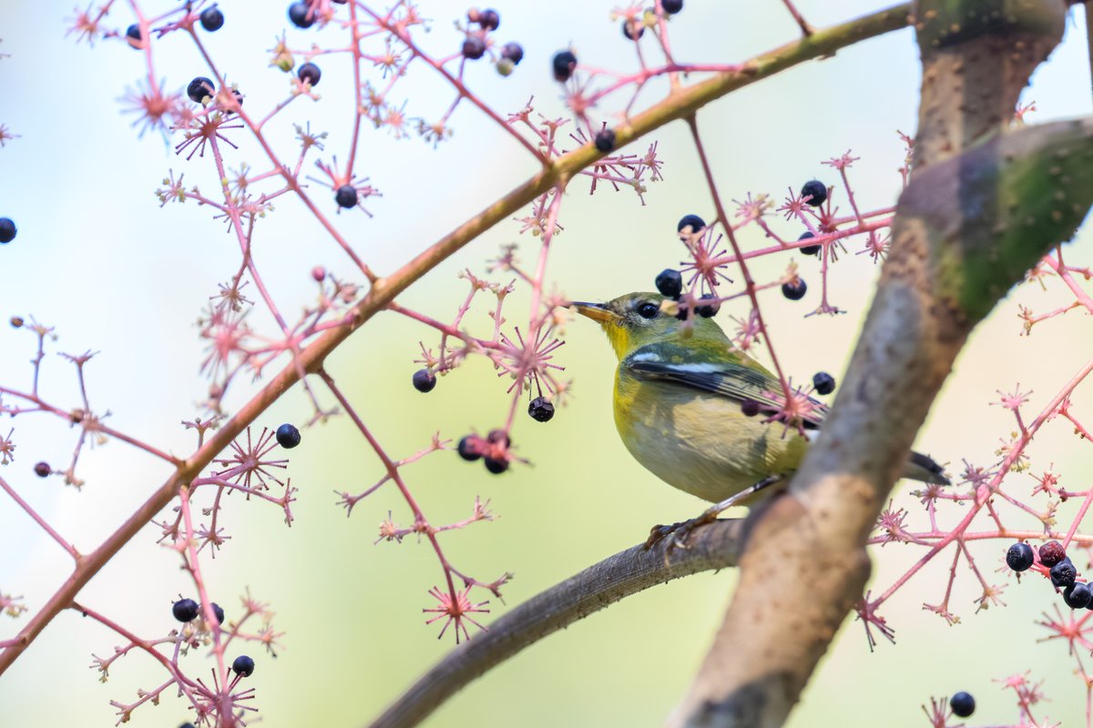 Northern Parula