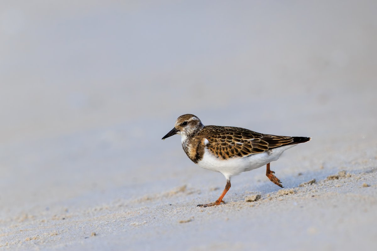 Ruddy Turnstone