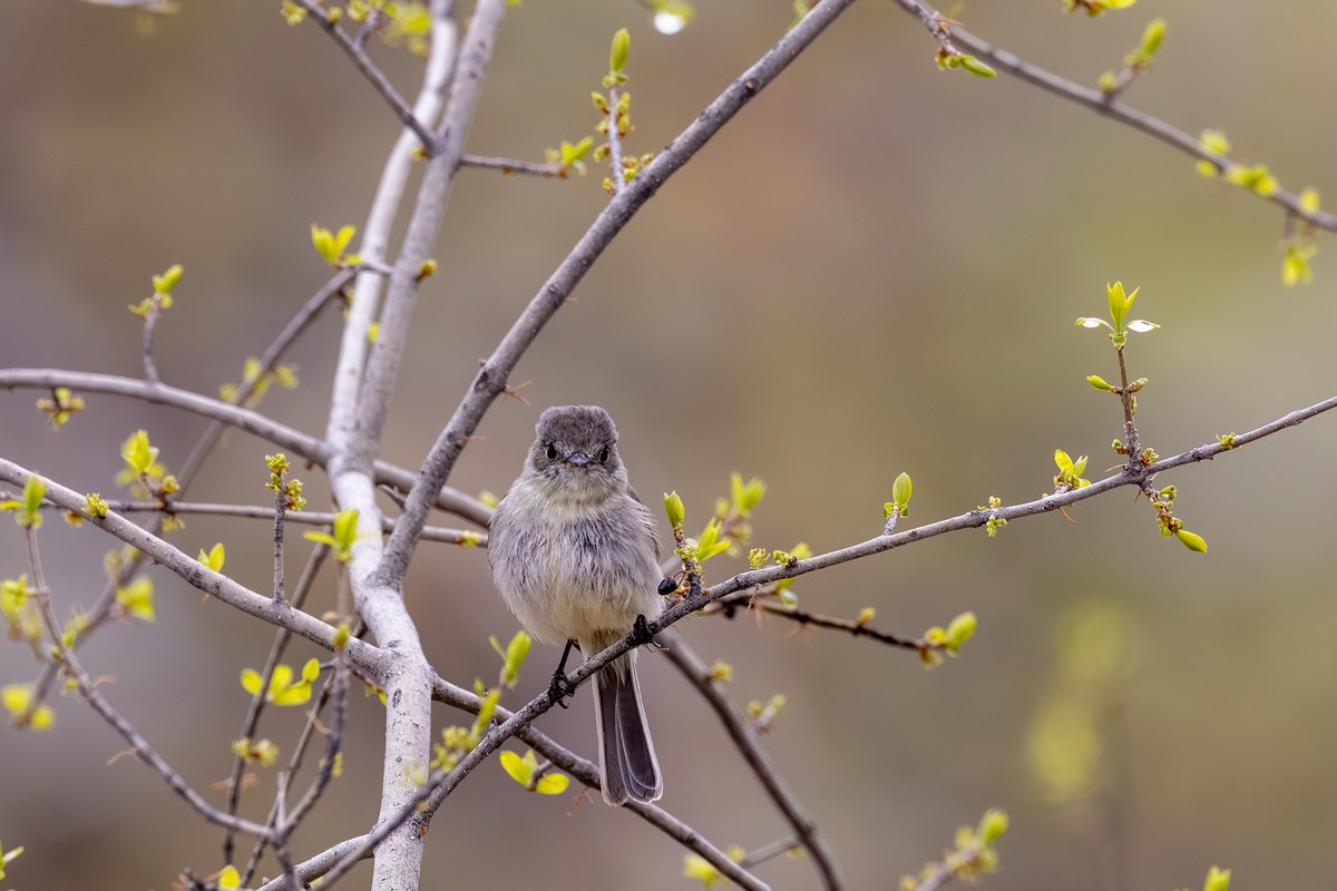 Blue-gray Gnatcatcher