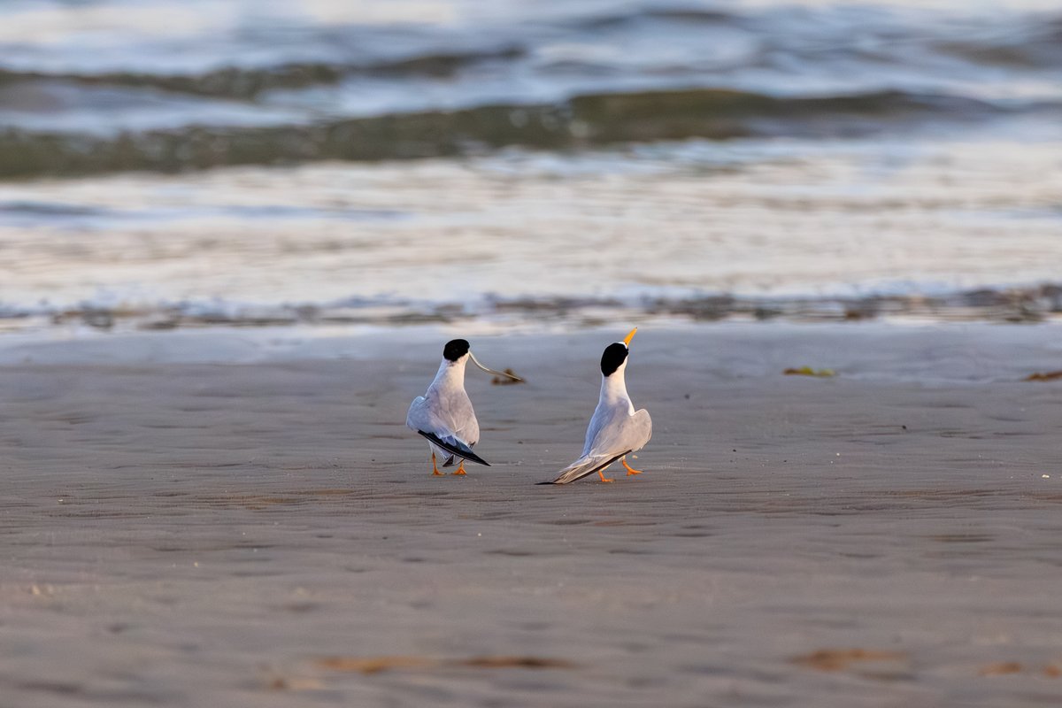 Least Tern