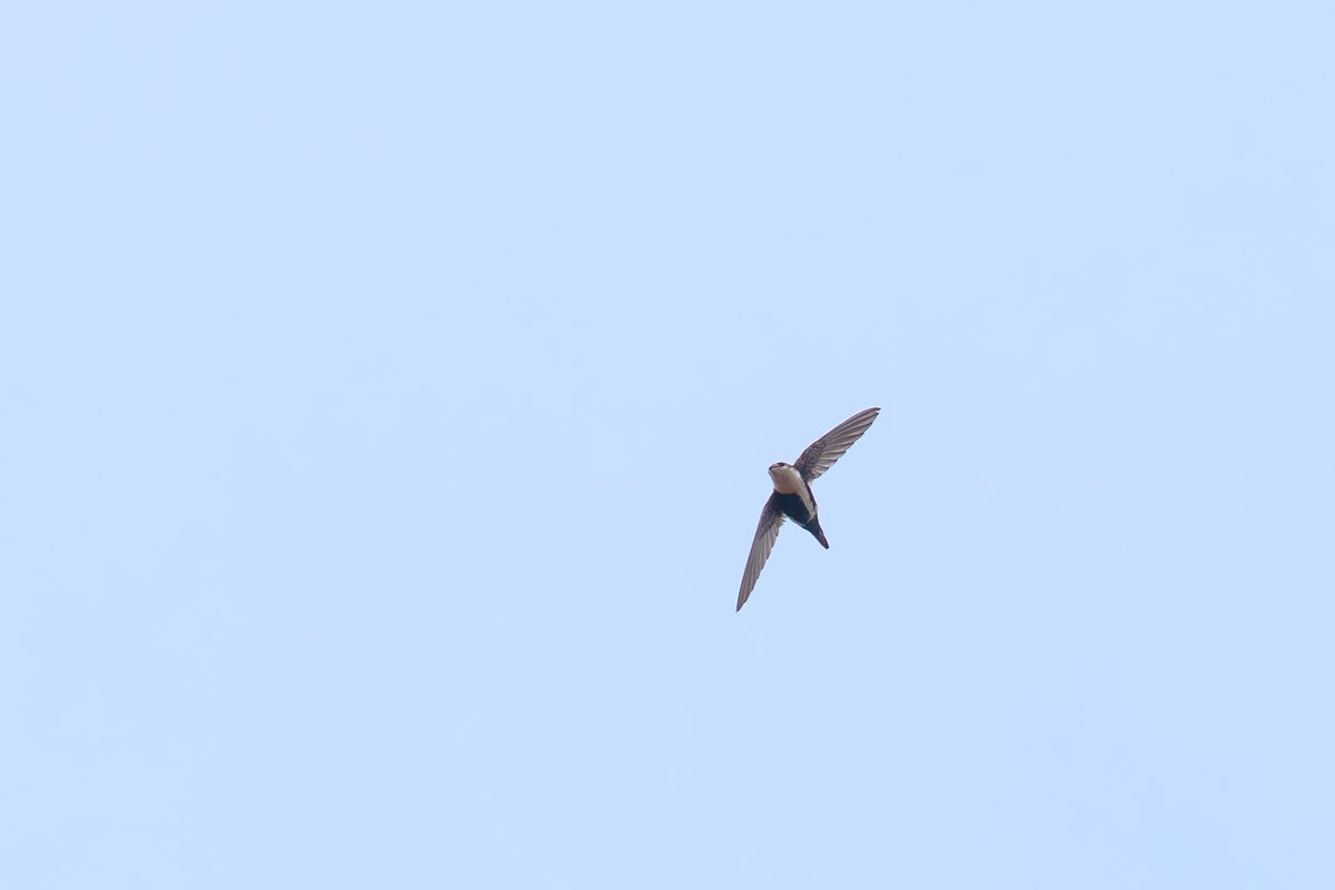 White-throated Swift