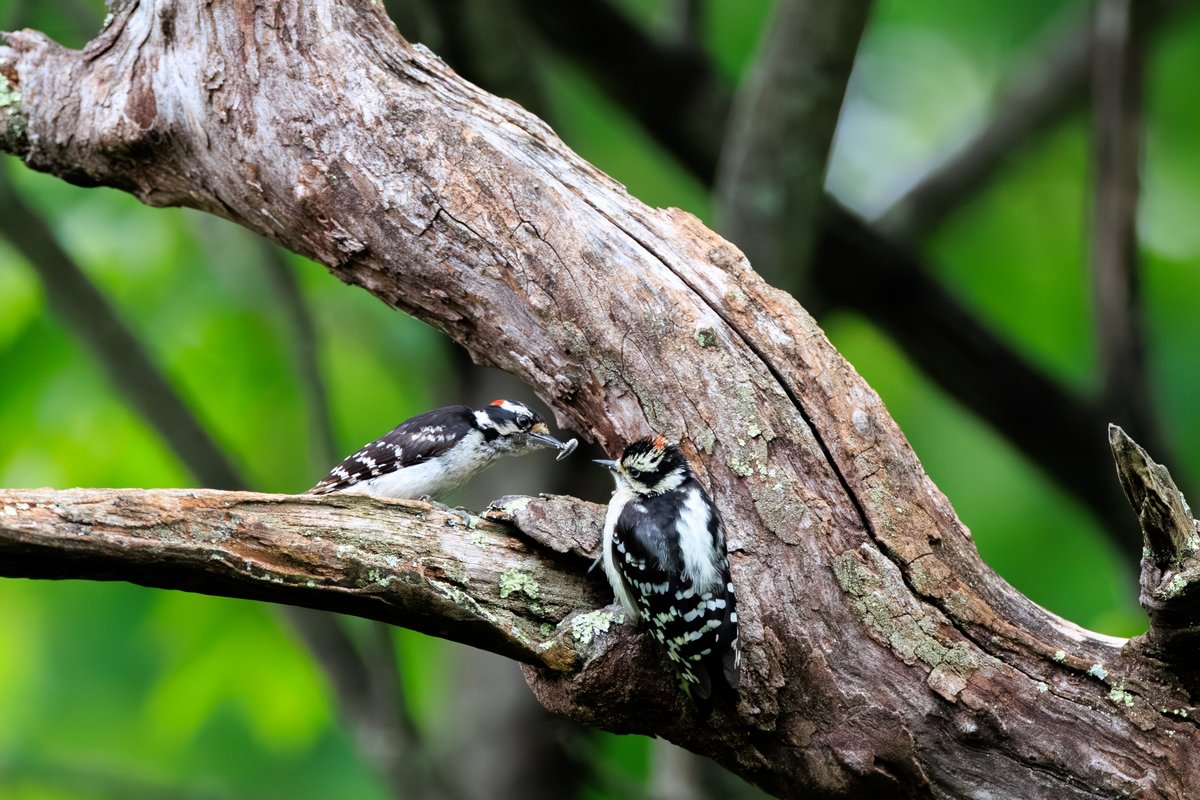 Downy Woodpecker