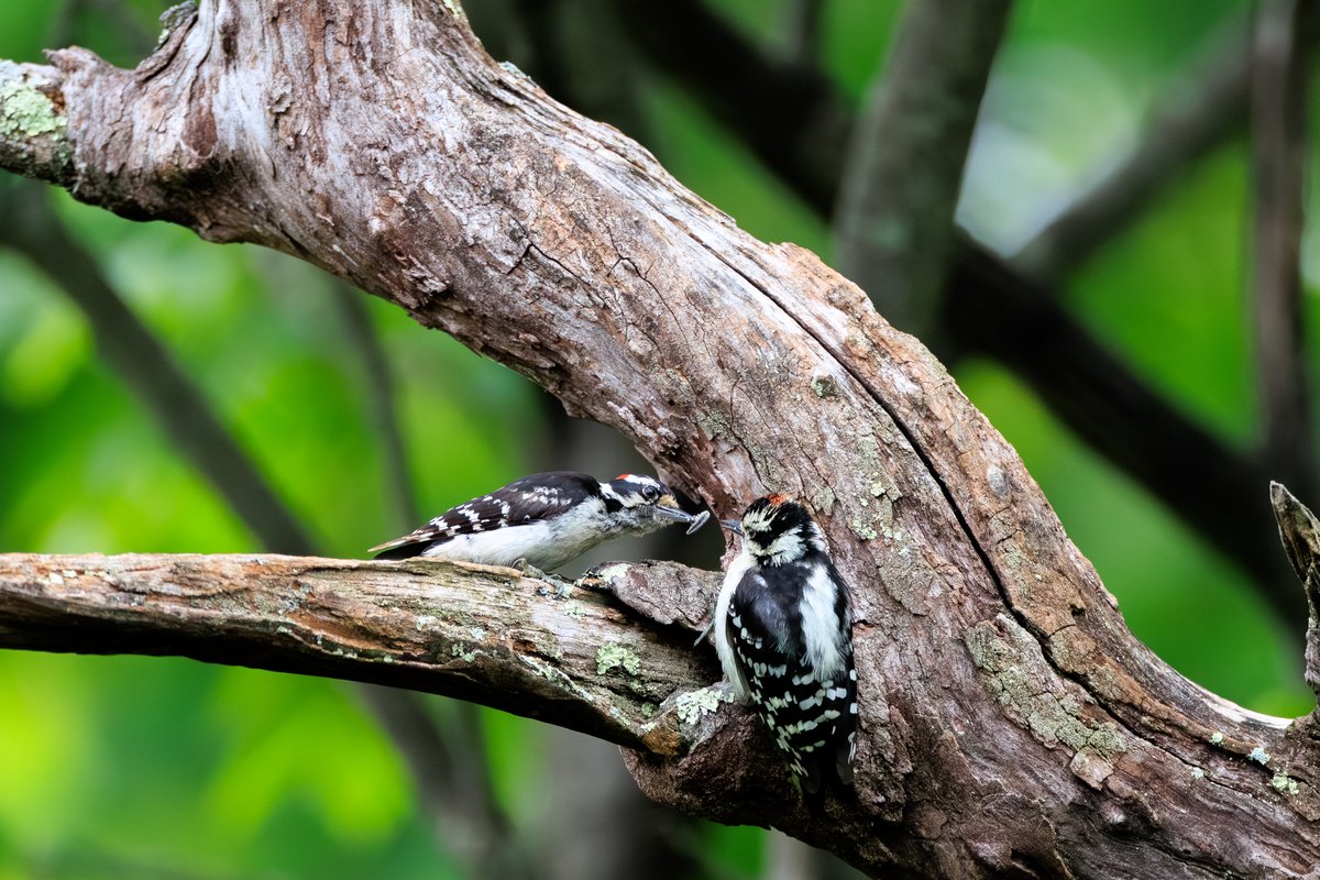 Downy Woodpecker