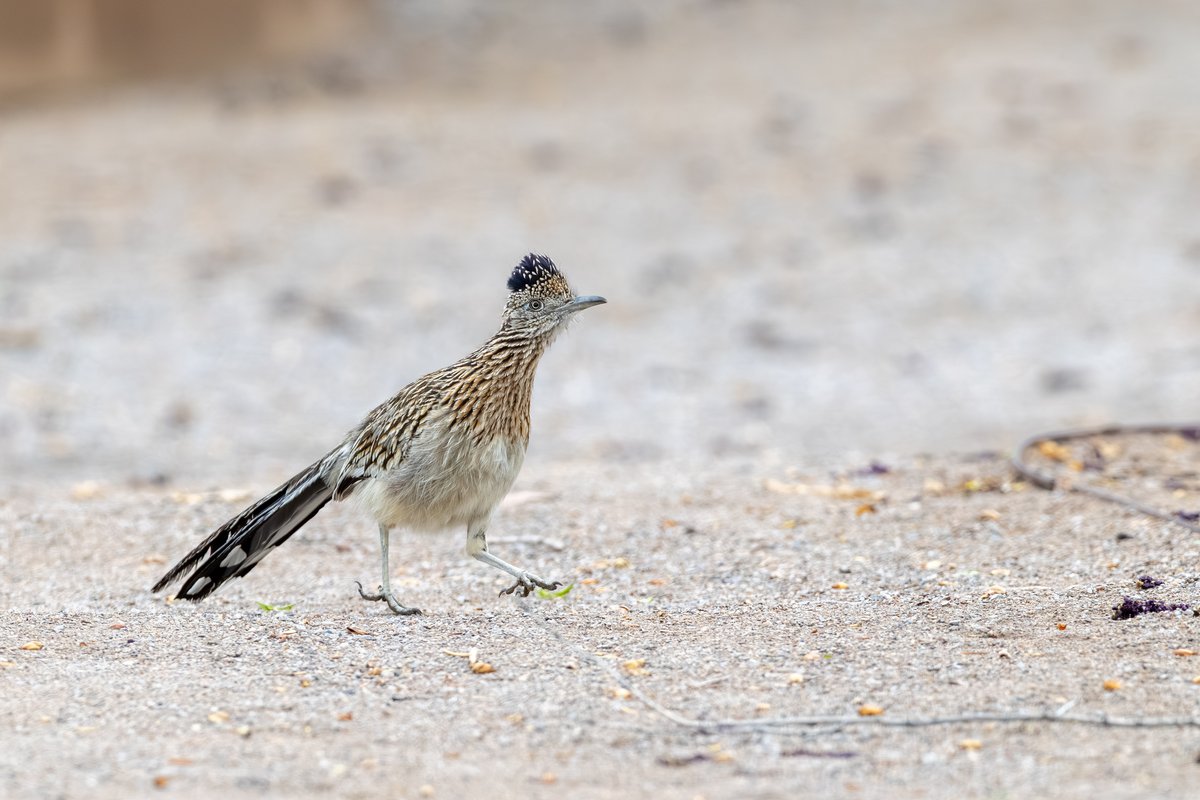 Greater Roadrunner