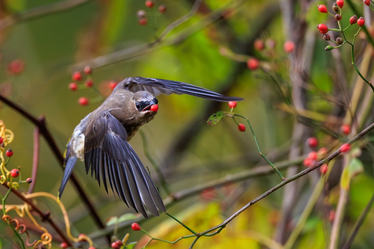 Cedar Waxwing