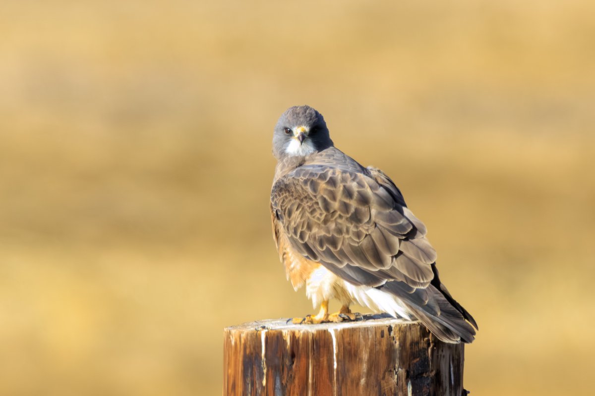 Swainson's Hawk