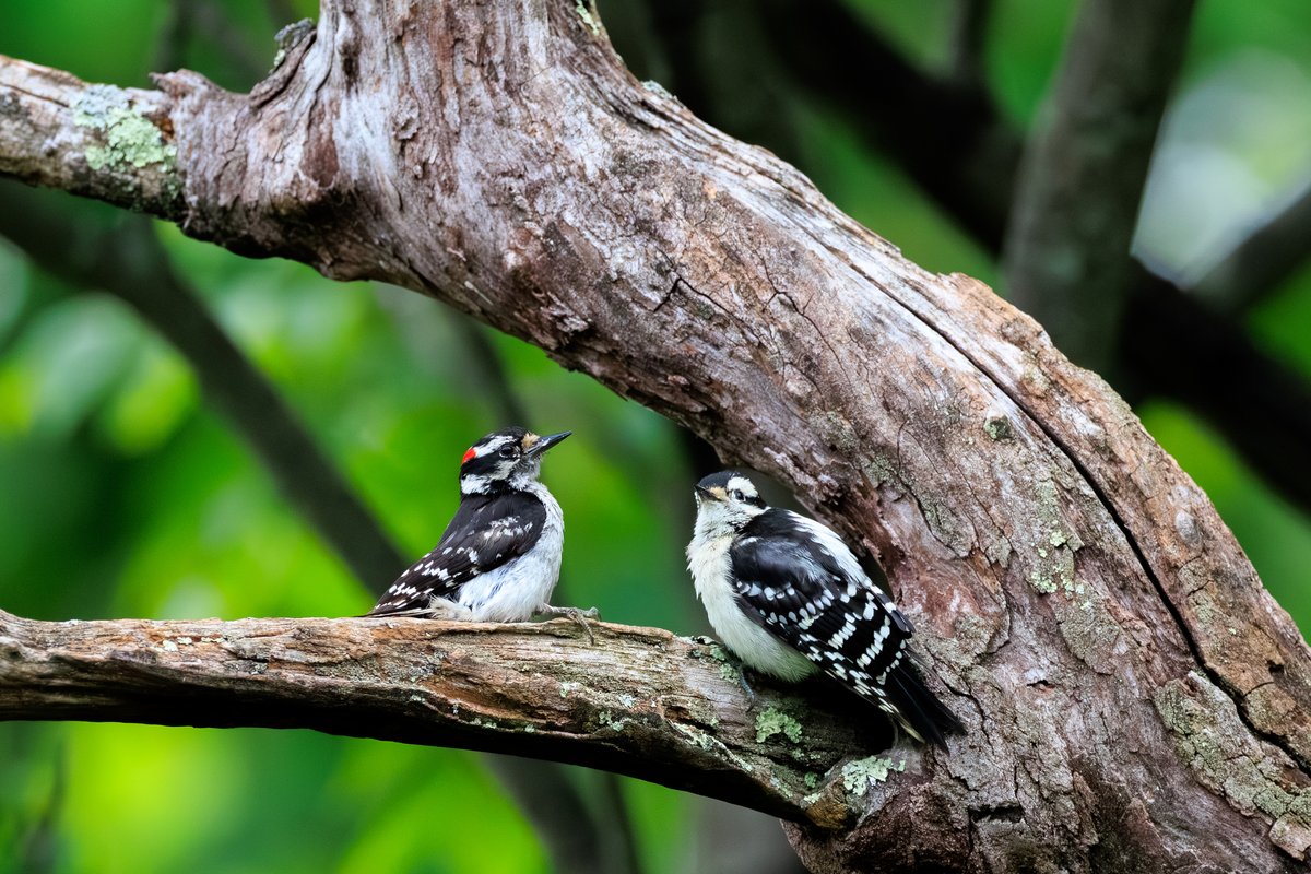 Downy Woodpecker