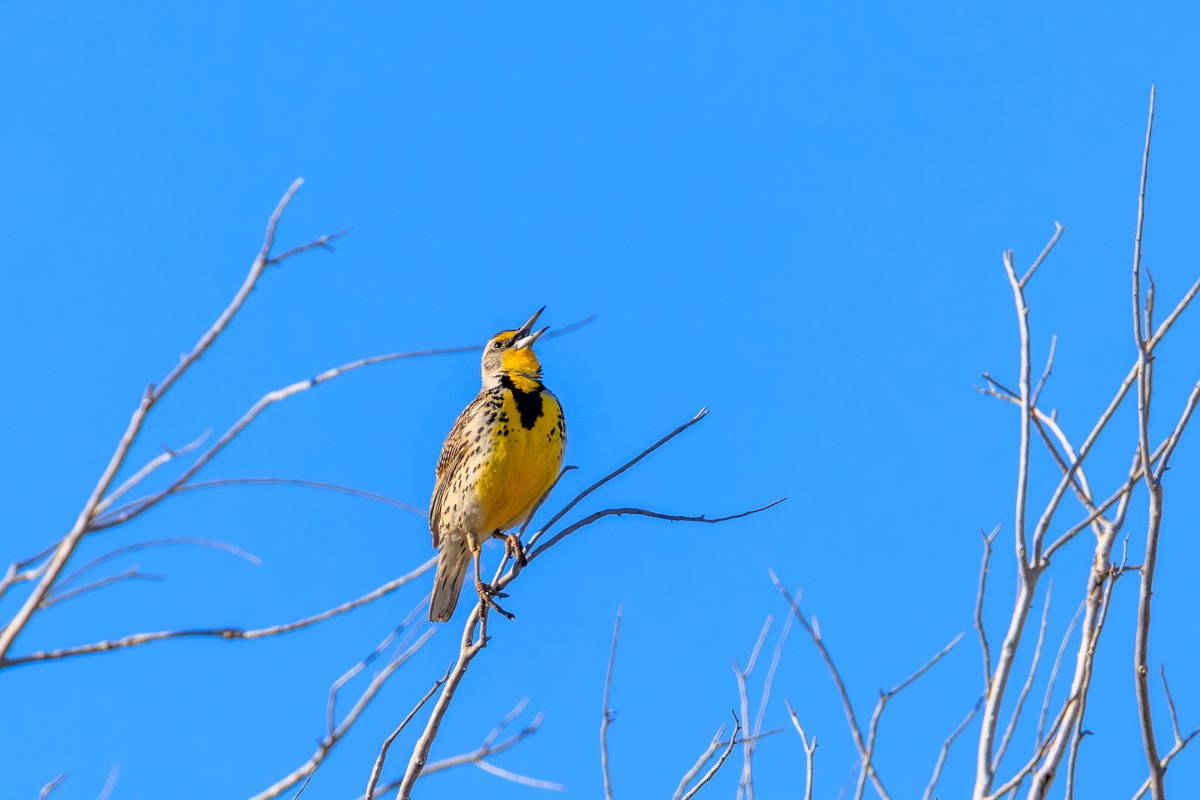 Western Meadowlark