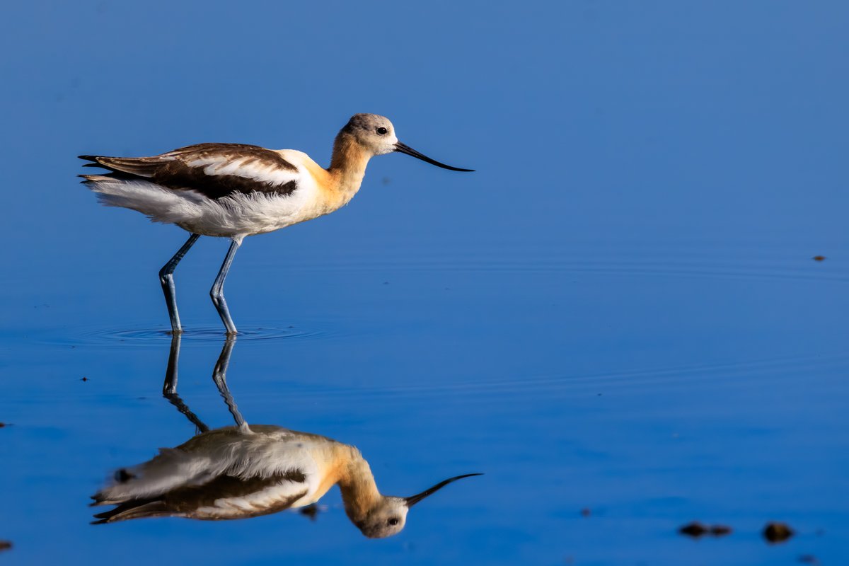American Avocet