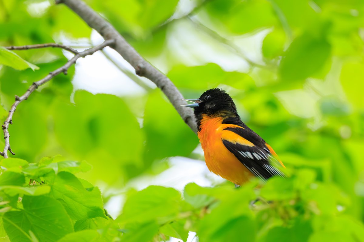 Baltimore Oriole